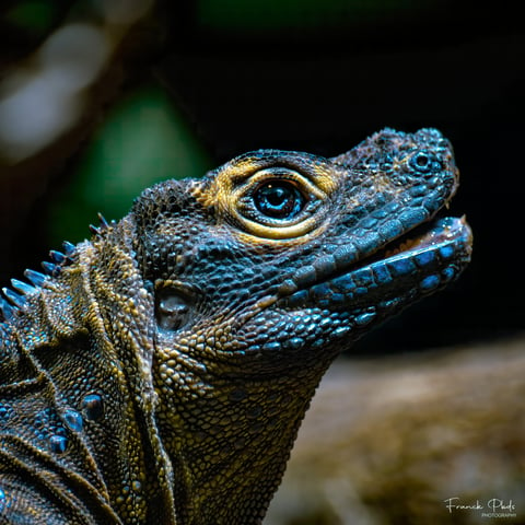 Photographie Iguane