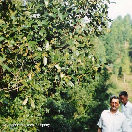 Cassia Treee