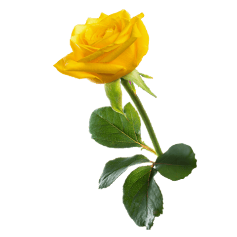Picture of a yellow rose
