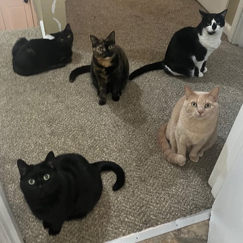 five cats sitting together