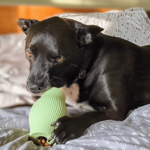 dog_playing_with_Earth_Rated_Toy