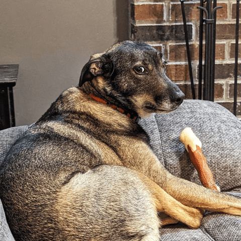Dog with NylaBone Tough Chew Toy