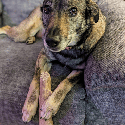 Dog with chew toy for aggressive chewers