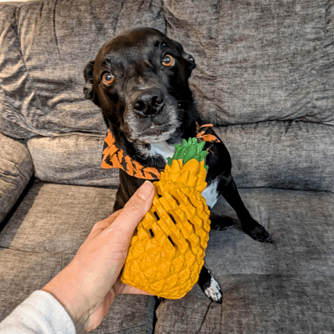 Dog with durable pineapple dog toy