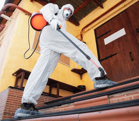 mold removal chandler az