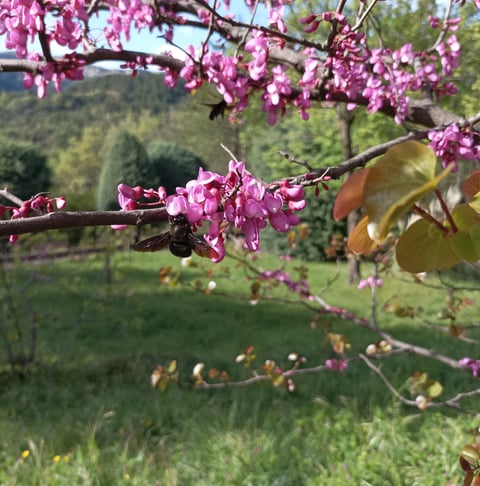 Carpenter bee in the Judas tree