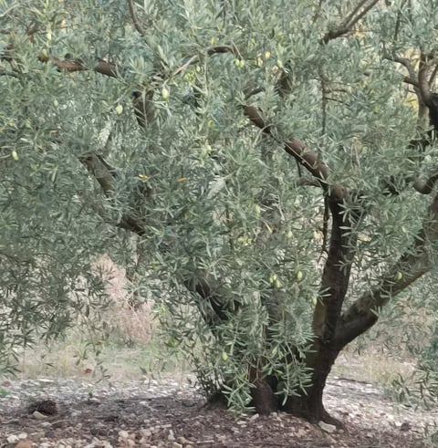 An old olive tree nearby