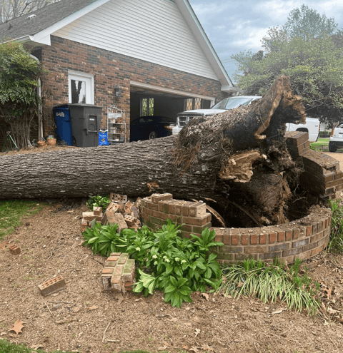 Large Tree Emergency