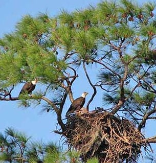 Picture of two eagles in nest