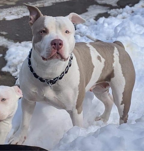XL PITBULLS, XL AMERICAN BULLIES, TITANIUM KILO KENNELS