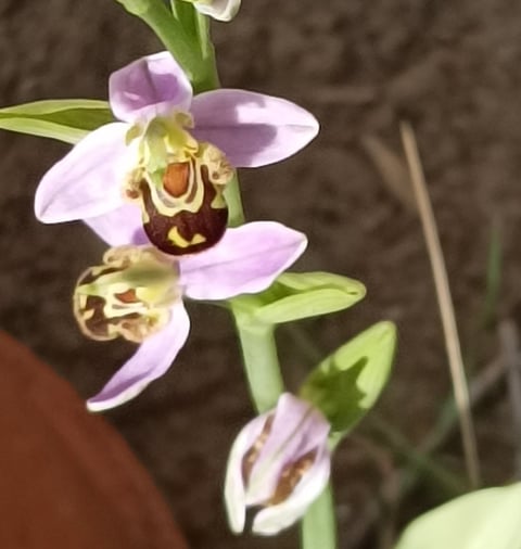 Bee orchid