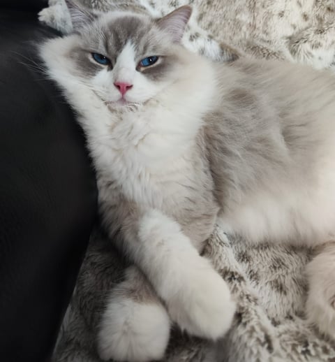 Simba des Dolls de Mitilo