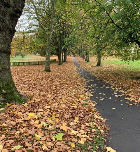 An avenue of trees suggesting path to follow in therapy