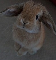 coelho-mini-lop