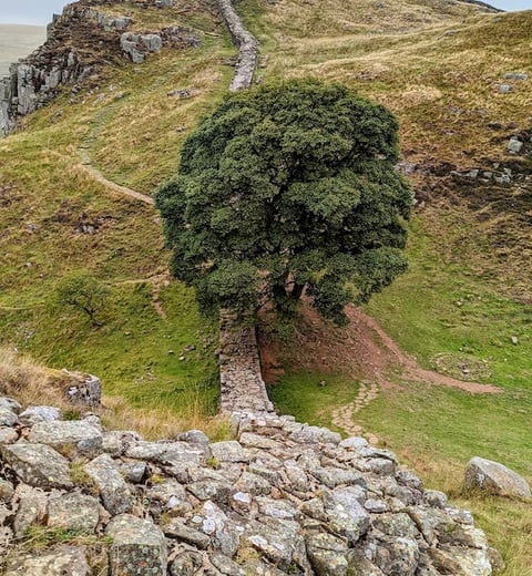 The Sycamore Gap tree, Hadrian's Wall