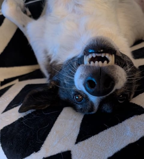 Hund liegt auf dem Rücken und grinst