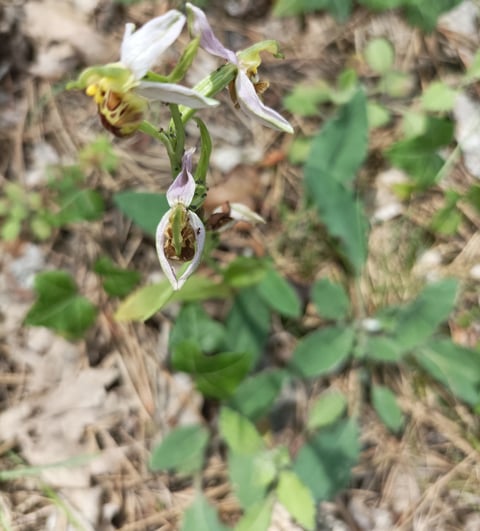 Spider orchid