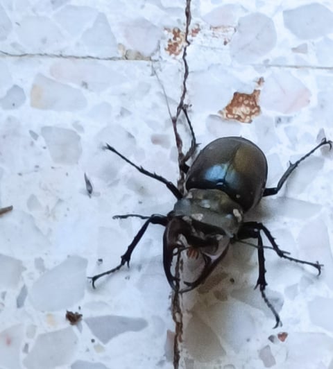 Stag beetle