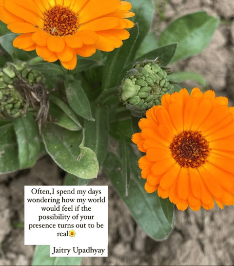  Vibrant orange flowers with an English quote by Jaitry Upadhyay about wondering and longing.