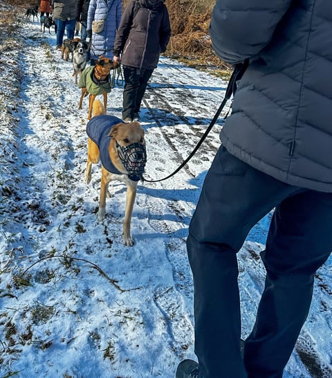 Hunde beim Social Walk im Kreis Düren