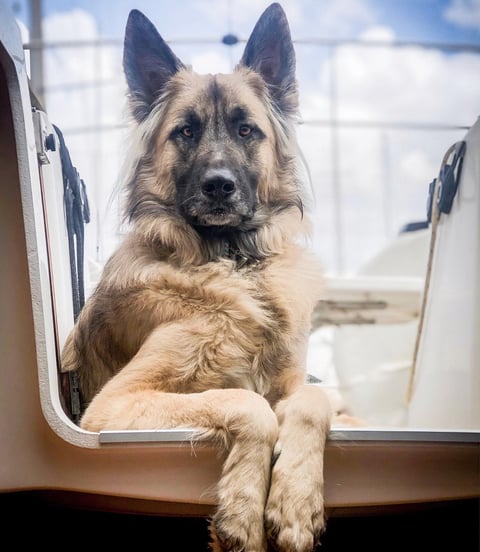 Dog on a sailboat in the Caribbean – perfect candidate for an online veterinary consultation