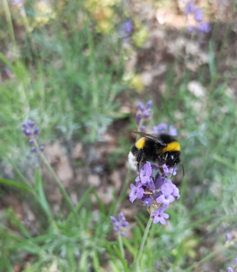 A bee on our lavender