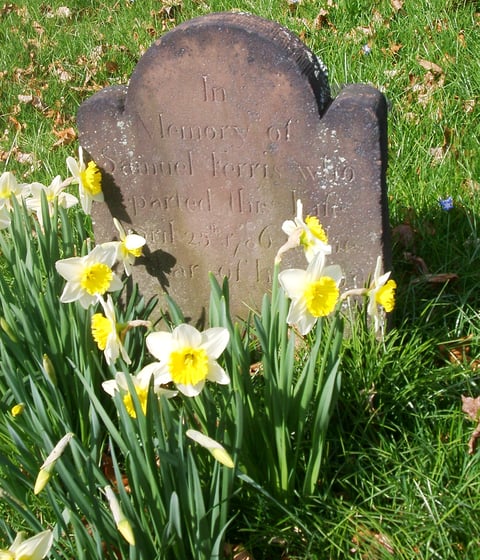Gravestone with daffodils