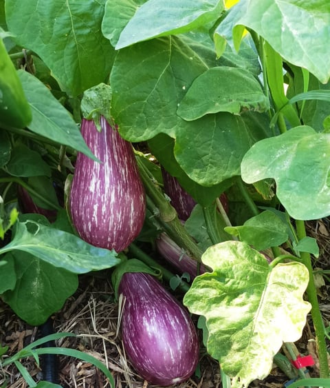 Aubergines