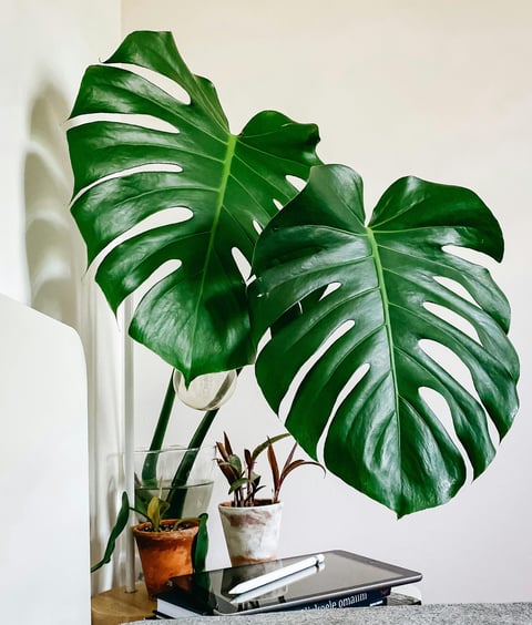 pianta in vaso di monstera deliciosa con davanti dei libri impilati