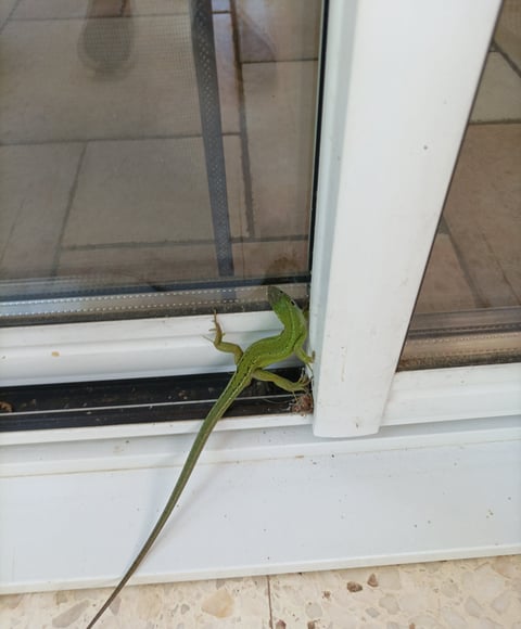 Western Green Lizard visitor