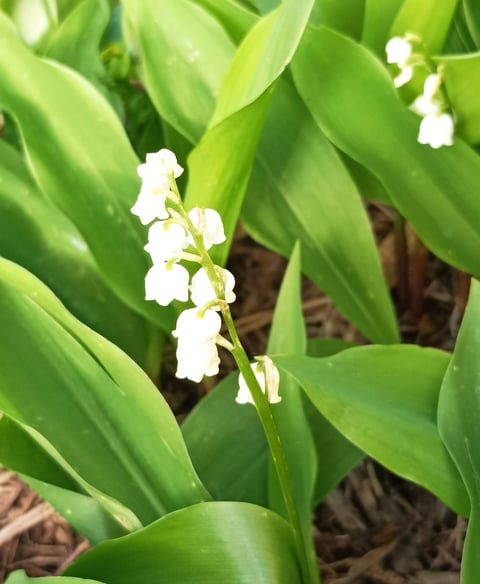 Muguet or Lily of the Valley