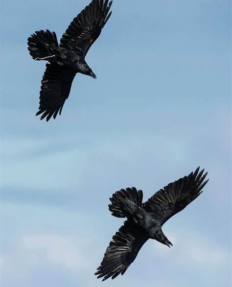 A pair of ravens in flight