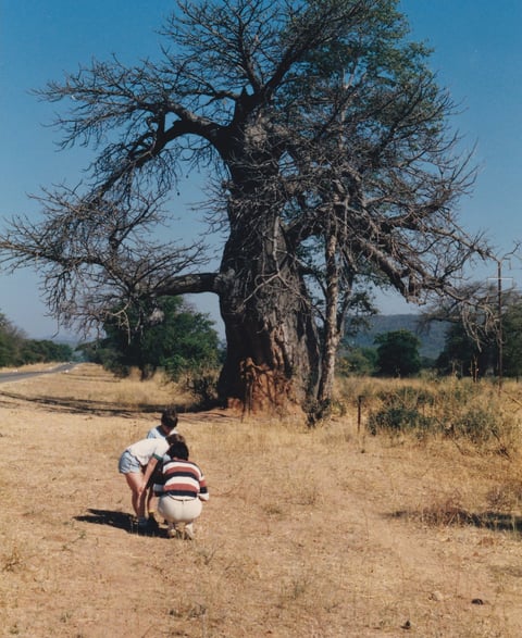 The archetypal African Baobab tree