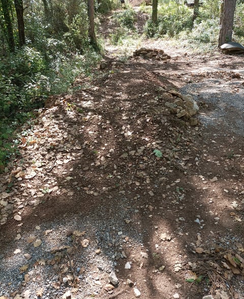 Light and shade in the forest
