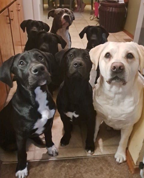thedogs