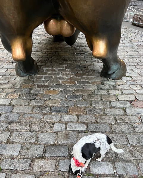 Charging Bull Wall Street New York