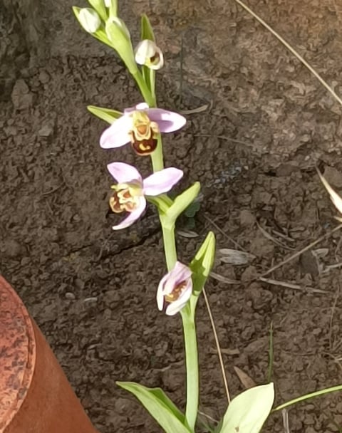 Bee orchid