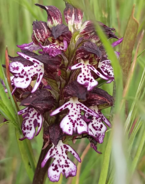 Lady Orchid