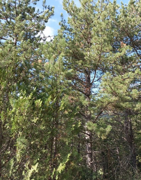 Forêt Notre Dame de Parlatges