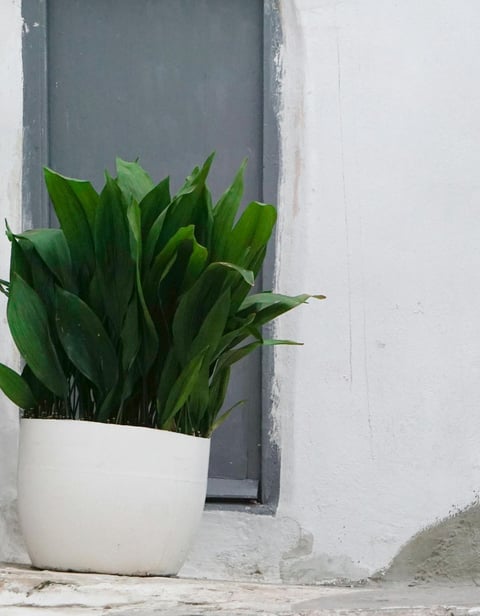 pianta di Aspidistra Elatior  con vaso bianco