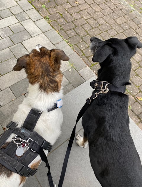 2 Hunde beim Gassi-Service in Düren