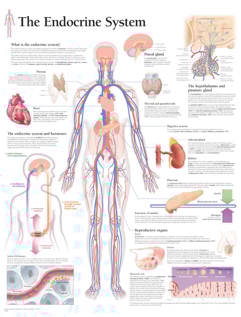 PESTICIDES SANTÉ MALADIES ENDOCRINIENNES