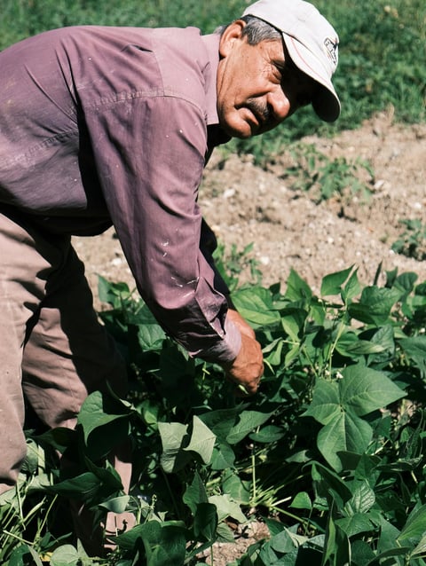 Agriculteur cueillant ses productions