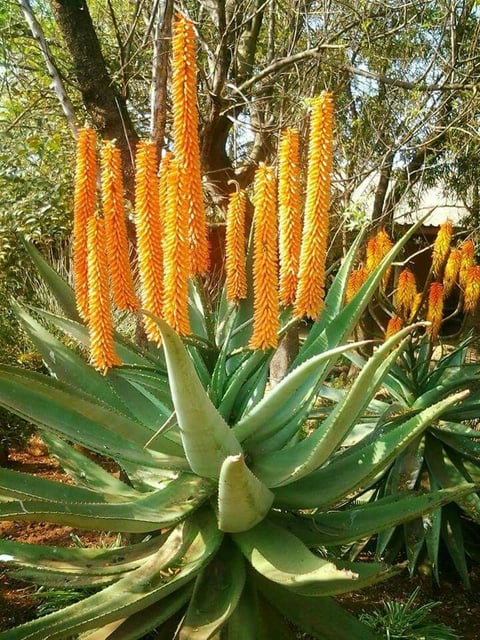 Flor de Babosa (Aloe Vera)