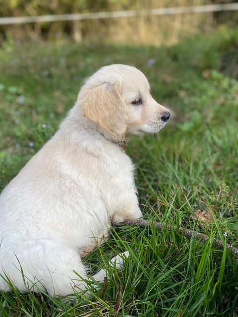 école du chiot lumos puppy instructor