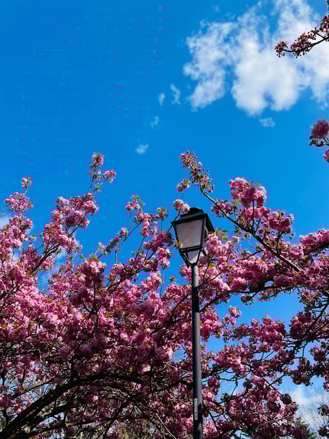 fleurs de cerisiers floraison paris