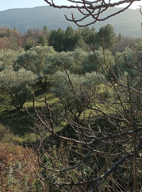 The olive grove we pass on our walk.