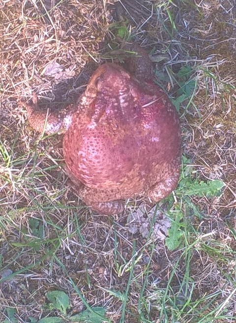 A lone injured female toad