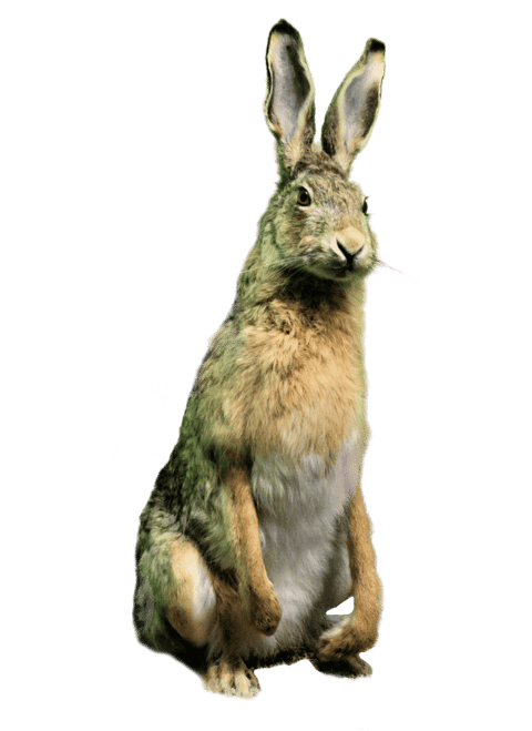 Taxidermied Rabbit