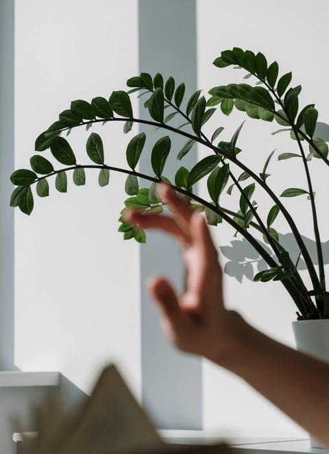 ZZ Plant (Zamioculcas zamiifolia)